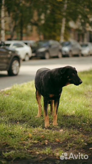 Собака в добрые руки