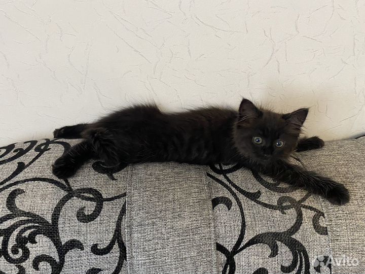 Котенок ищет дом