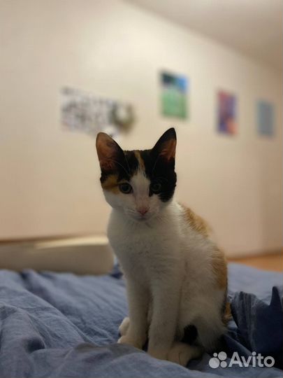Котенок 3 месяца