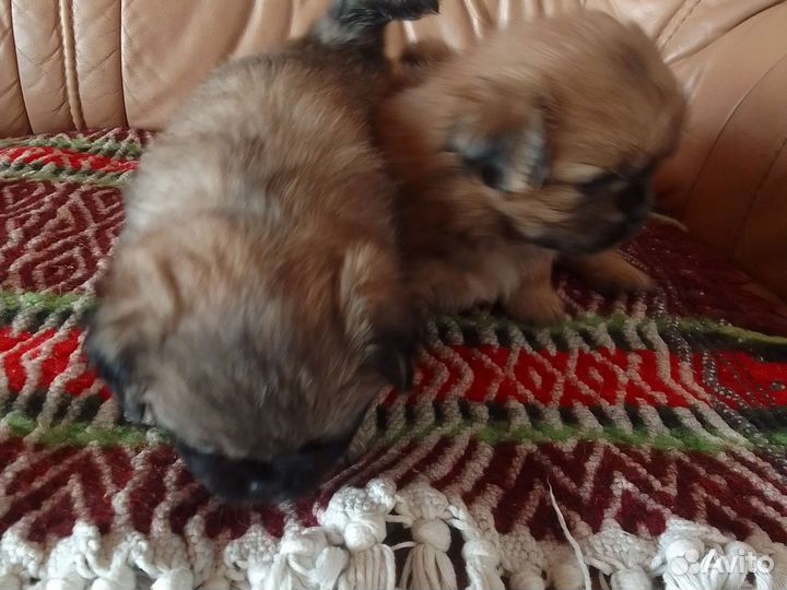 Щенки пекинеса