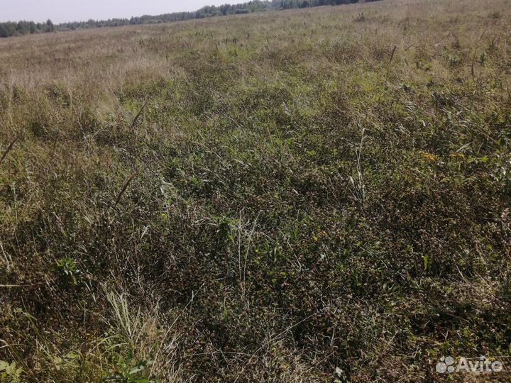 Продам сено разнотравье в тюках