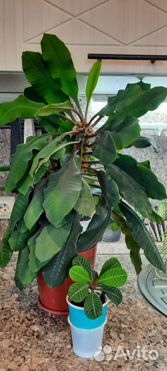 Фикус бенджамина