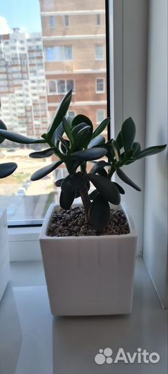 Денежное дерево толстянка крассула