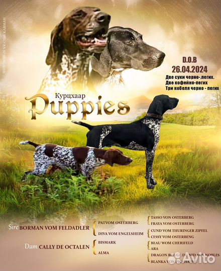 Щенки курцхаара