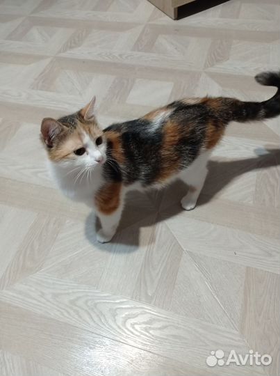 Отдам в добрые руки кошку