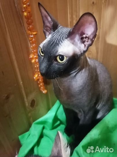 Донской сфинкс котята