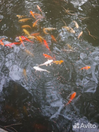Карпы кои для пруда