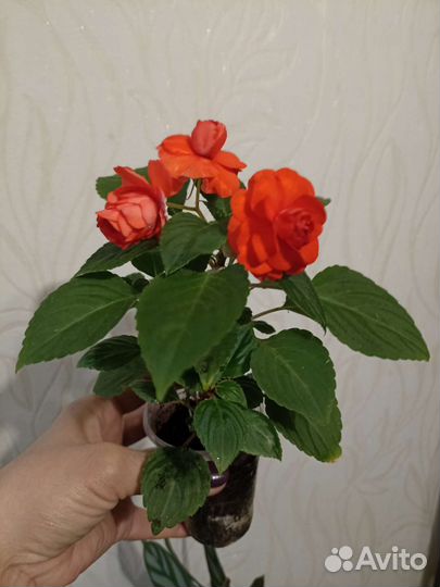 Бальзамин махровый