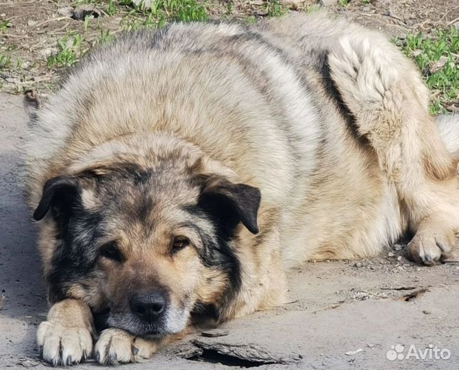 Крупная собака, кобель