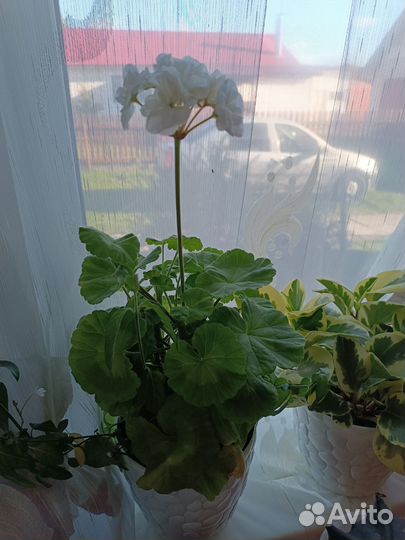 Розибутная герань