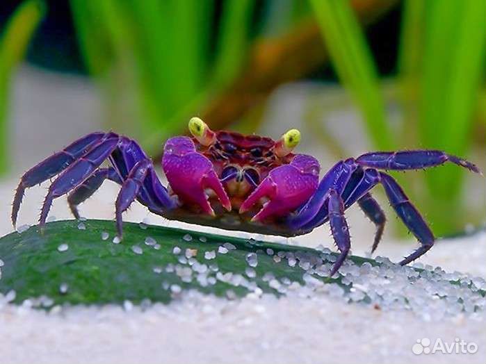 Аквариумные рыбки