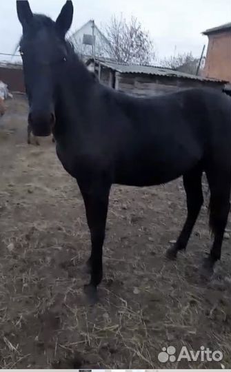 Лошадь кобылка