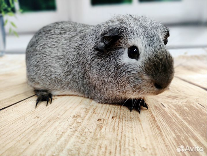 Морские свинки Разных пород из питомника