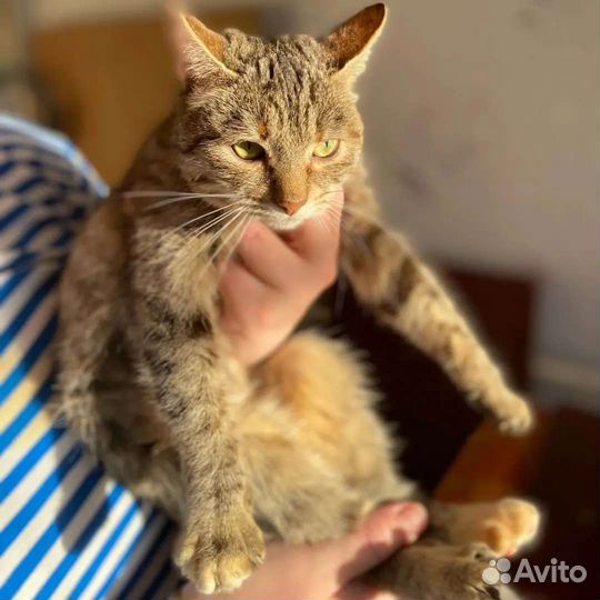 Кошка Заря