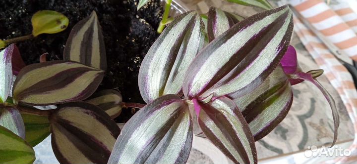 Традесканции полосатые, 3вида