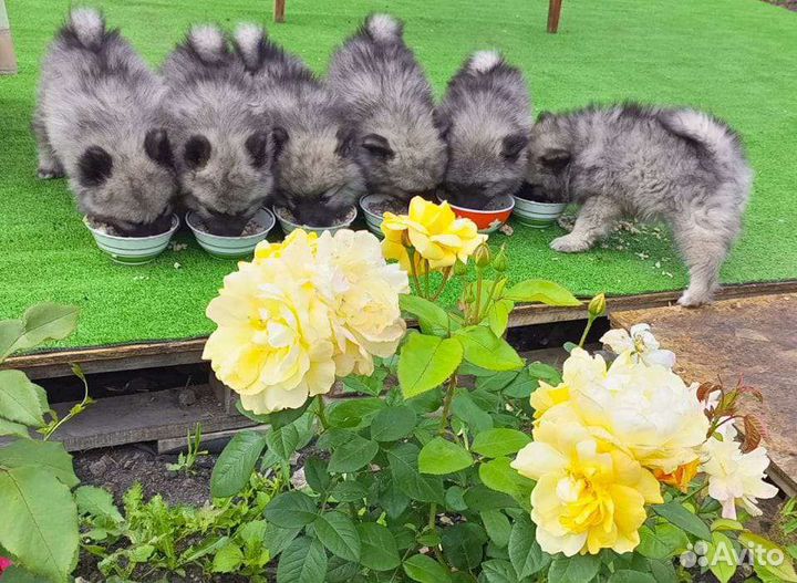 Шпиц. Щенки кеесхонд, вольфшпиц