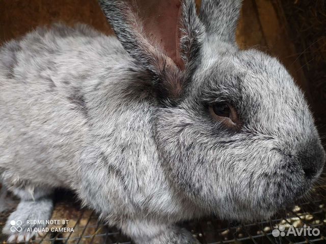 Кролики породы большое светлое серебро объявление продам