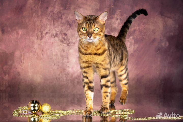 Бенгальский кот вязка