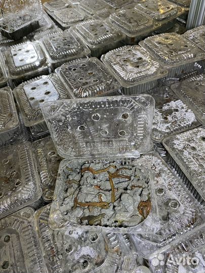 Морской червь нереис