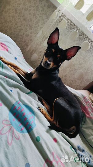 Карликовый пинчер