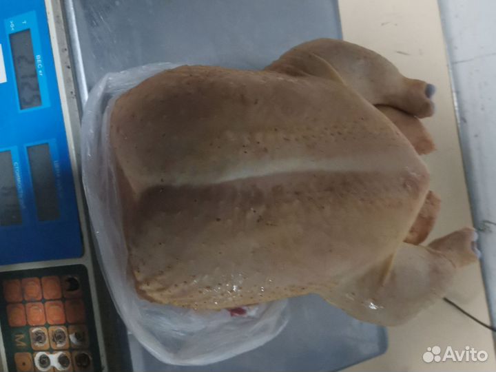 Цыплята бройлеры