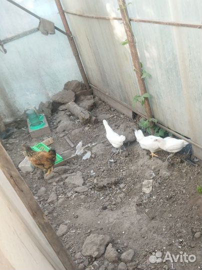 Цыплята Кучинские