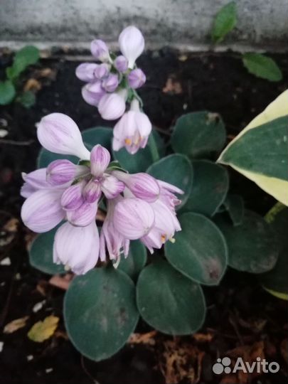 Хоста 2 сортов