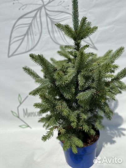 Ель голубая Эдит