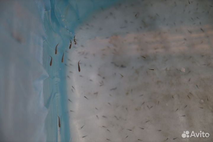 Малек форели