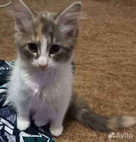 Кошки в добрые руки