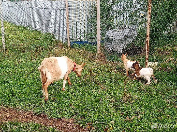 Камерунские козлики