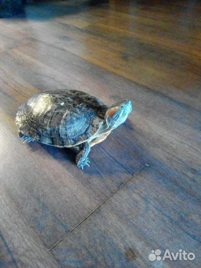 Черепаха