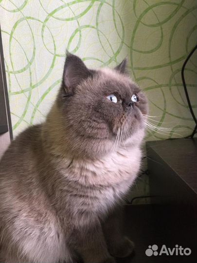 Кот вязка