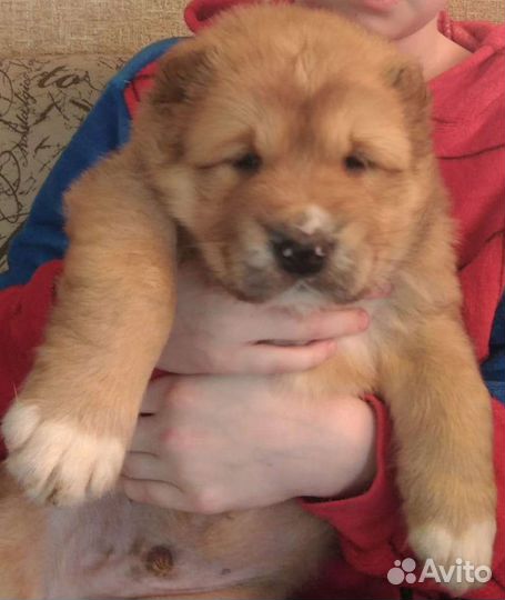 Среднеазиатская овчарка (алабай), щенки