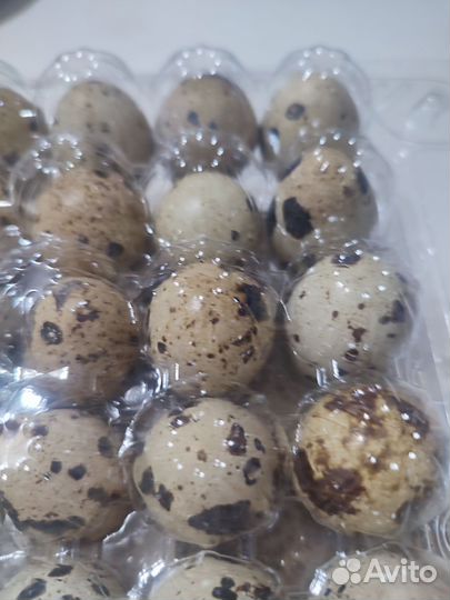 Яйца перепелиные домашние
