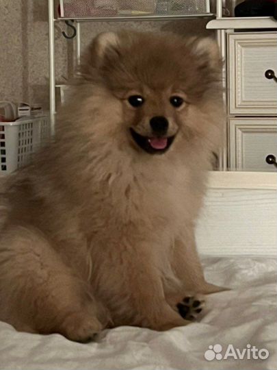 Померанский шпиц