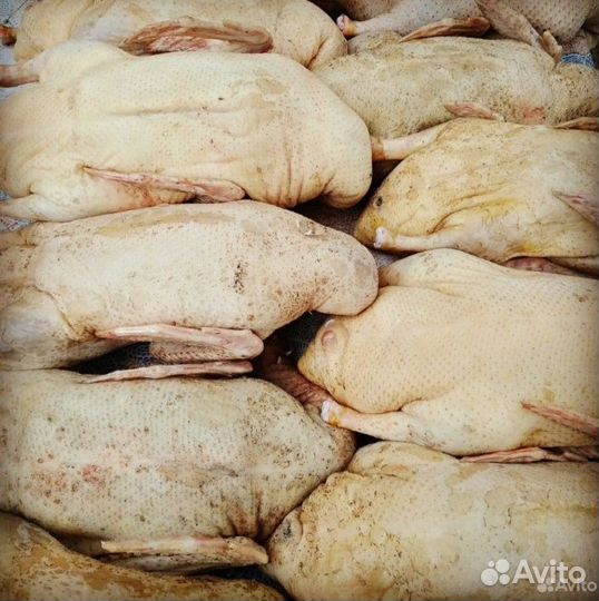 Мясо утки муларда