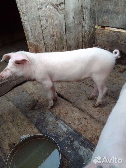 Поросенок ландрас