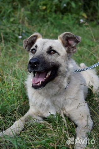 Собака Лира