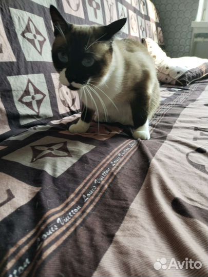 Передержка кошечек и котиков