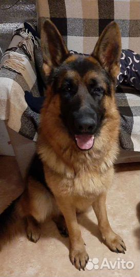 Овчарка хочет домой