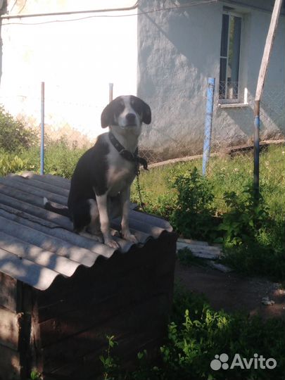 Собака