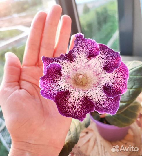 Глоксиния сортовая