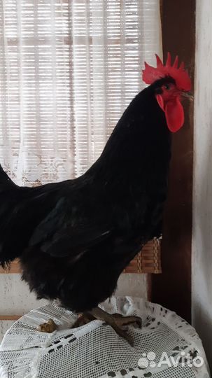 Петух джерсийский гигант