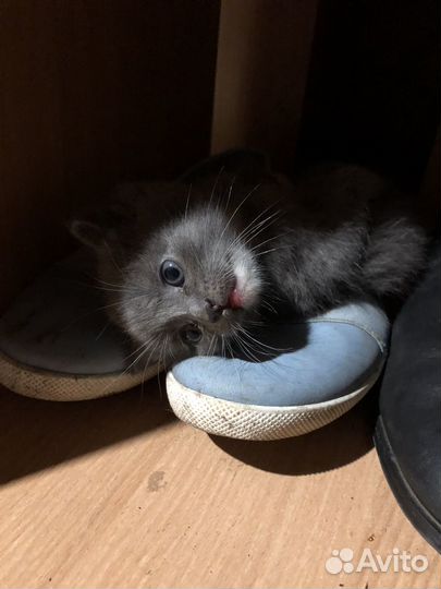 Котенок