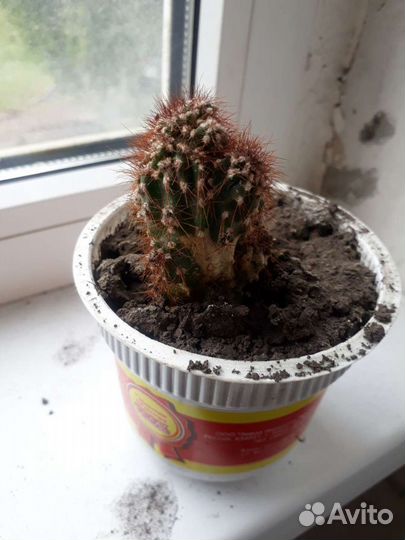 Кактусы