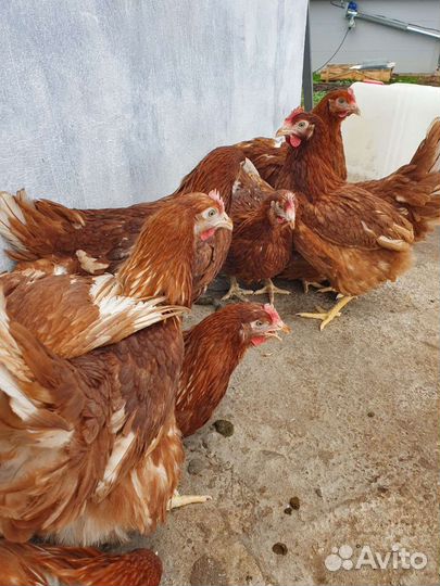 Хайсекс Браун