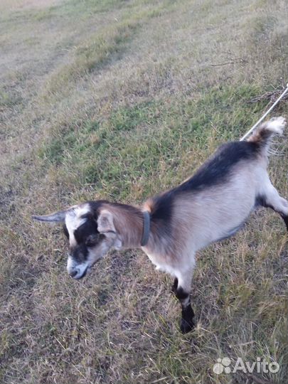 Нубийский козел