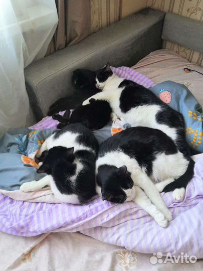 Кошка в дар бесплатно в самые добрые руки