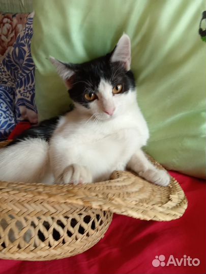 Котенок кошечка очень ищет дом